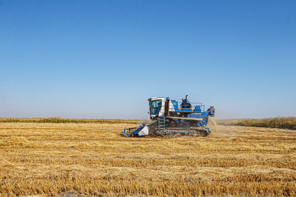 Жыныстық ойындарға арналған